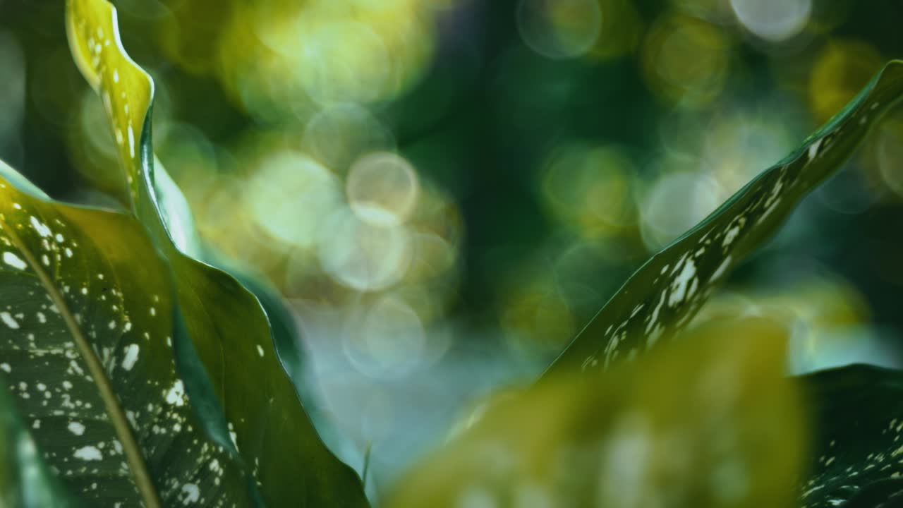 dieffenbachia seguine planta de tubus de caña dumbcane con savia tóxica