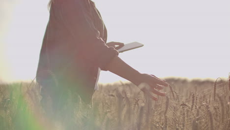 close-up of a woman farmer walking with a tablet in a field with rye touches the spikelets and presses her finger on the screen vertical dolly camera movement. the camera watches the hand.