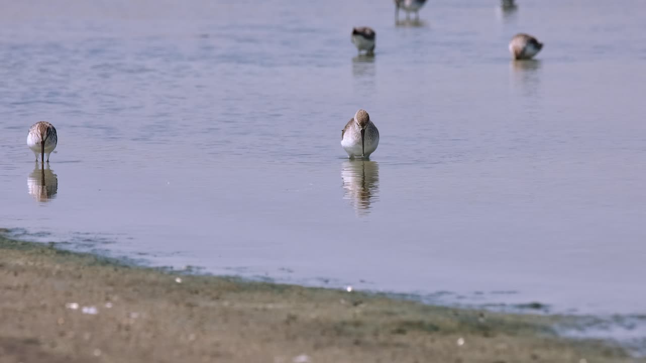 Feeding in shallow water at a saltpan with some other individuals, Curlew Sandpiper Calidris ferruginea, Thailand