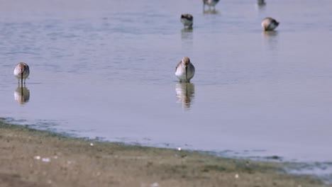 Fütterung-Im-Seichten-Wasser-An-Einer-Salzpfanne-Mit-Einigen-Anderen-Individuen,-Brachvogel-Flussuferläufer-Calidris-Ferruginea,-Thailand