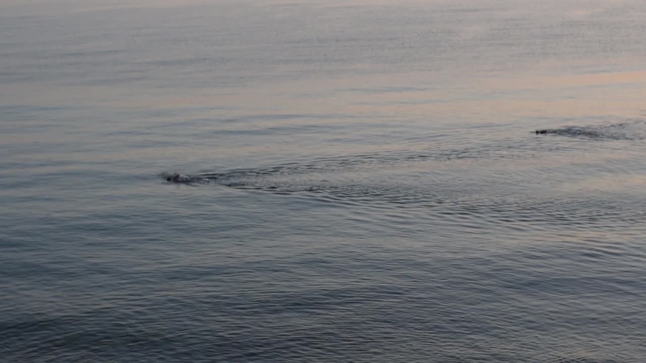 Two proffesional sportsmen swim in the sea at sunrise