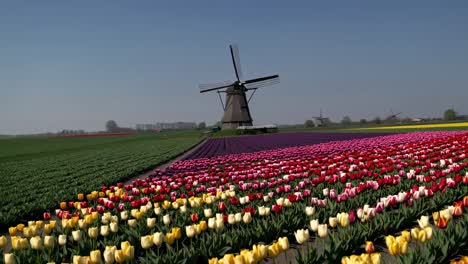 colorful tulip fields and windmills in holland