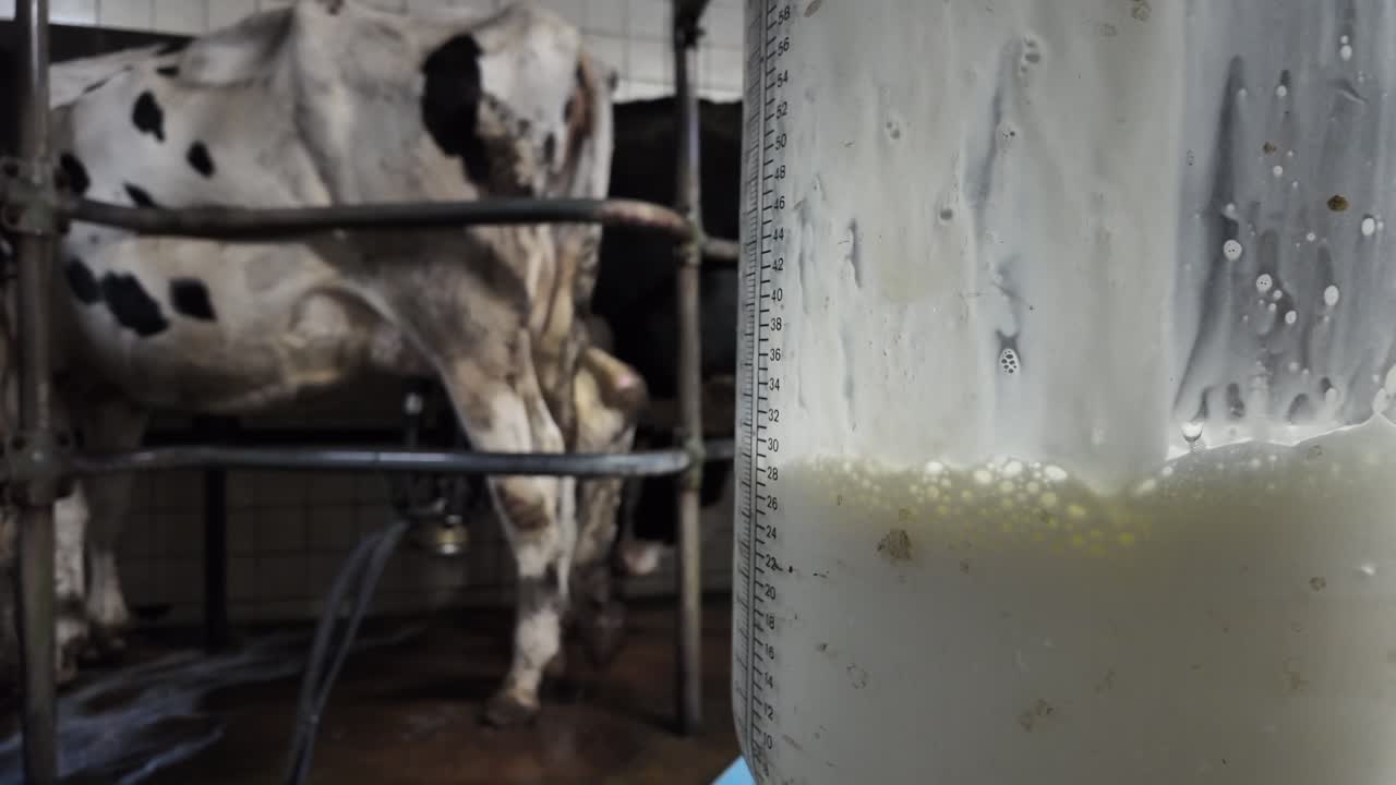 Slow motion close-up of a glass milk container filling halfway, with a dairy cow softly visible in the background