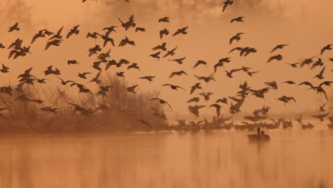 aves que vuelan al amanecer sobre un humedal