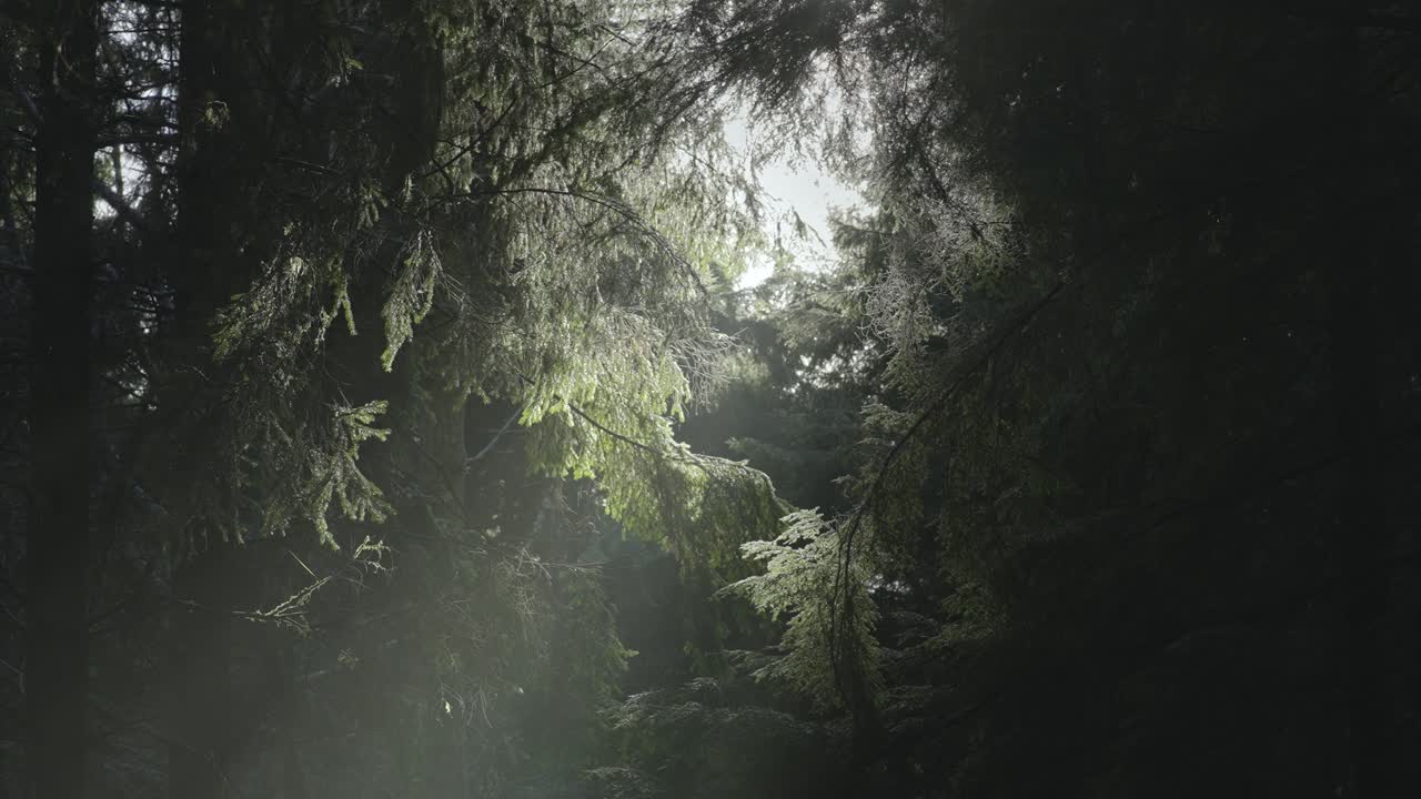el sol del mediodía perfora a través de los árboles en el denso bosque 4k