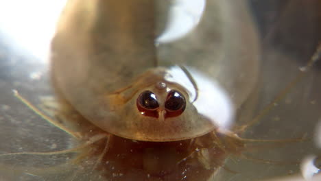 tiro macro de camarones renacuajos mirando de frente