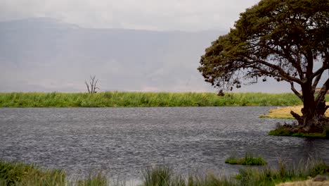 Lago-Del-Cráter-En-La-Reserva-Natural-De-Ngorongoro-Tanzania-áfrica-Con-Un-árbol-Viejo,-Tiro-Medio-De-Mano