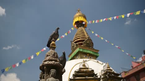 pigeon at a temple in kathmandu in nepal, pigeons and birds at famous buildings in kathmandu, old historic buildings for buddhism, close up of pigeons at a beautiful tourist site