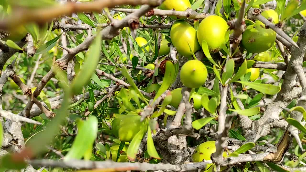 ramas de árboles de argán con nueces maduras y hojas verdes-7