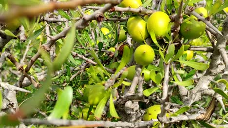 Ramas-Del-árbol-De-Argán-Con-Nueces-Maduras-Y-Hojas-Verdes-7