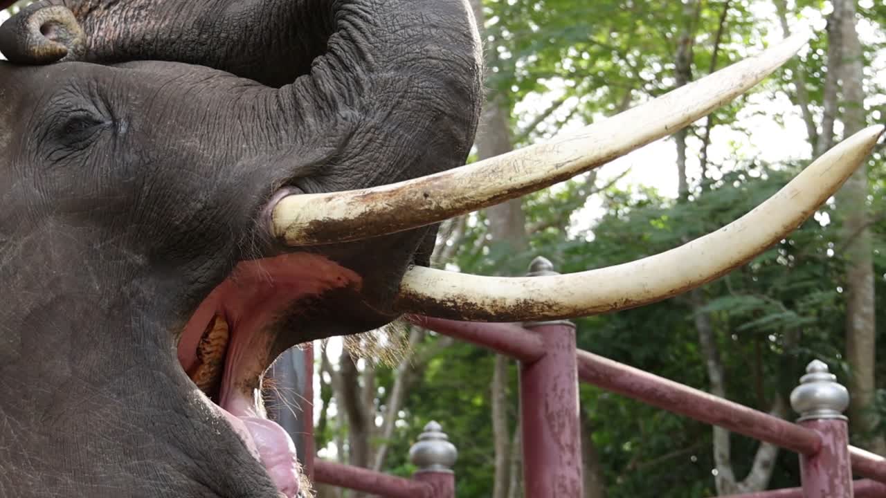 A detailed close-up of an elephant's tusks and trunk against a lush green backdrop.