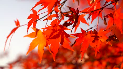 Cinematic close up of red Japanese maple leafs during autumn colors