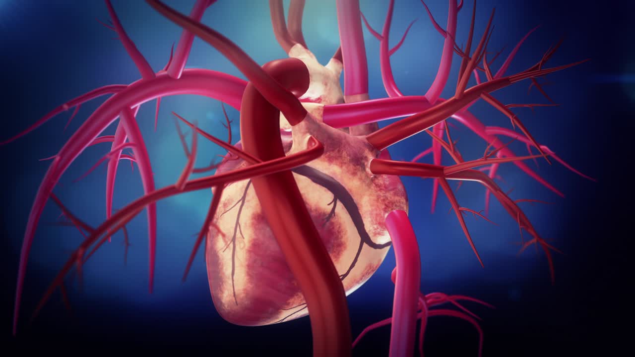 Cuore con arterie in loop