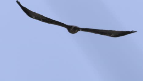 águila volando en el cielo en primer plano
