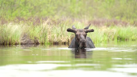 An-eye-level-shot-of-a-bull-moose-in-a-pond,-dunking-its-head-beneath-the-surface-as-it-feeds-on-aquatic-plants