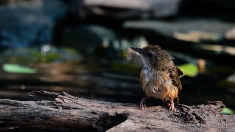 the abbot’s babbler is found in the himalayas to south asia and the southeast asia