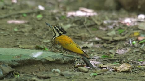 mira hacia arriba y alrededor luego bebe varias veces un poco de agua del baño de pájaros en lo profundo del bosque, flameback común dinopium javanense, tailandia