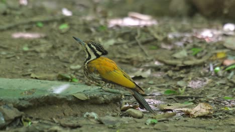 looks up and around then drinks multiple times some water from the birdbath deep in the forest, common flameback dinopium javanense, thailand