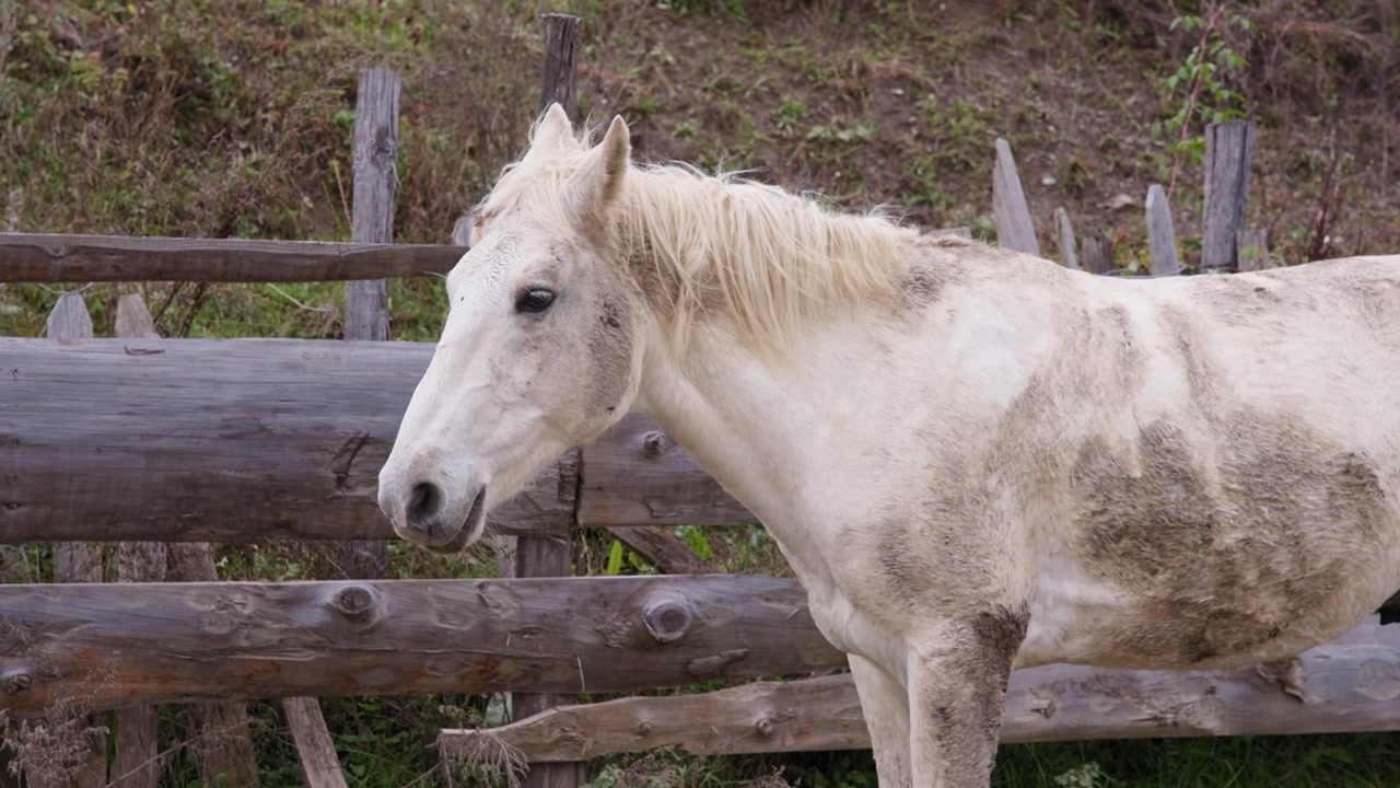 Caballo blanco junto a una valla de madera