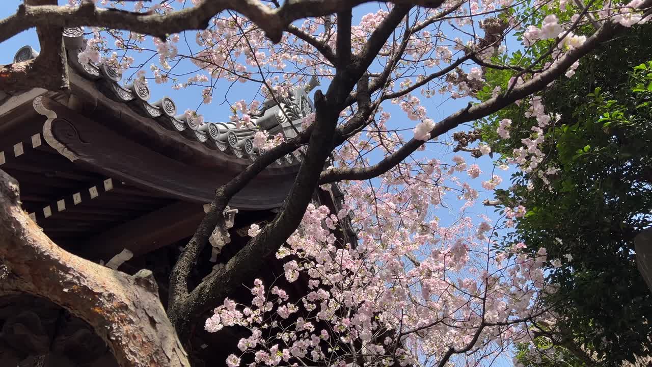 Traditional Japanese wooden rooftop against blue sky with cherry blossoms