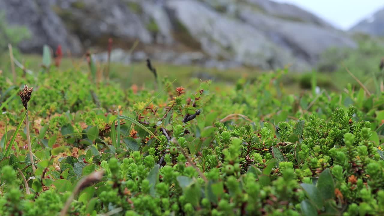 Arctic Tundra. Beautiful Nature Norway natural landscape. Tundra vegetation is composed of dwarf shrubs, sedges, grasses, mosses, and lichens.