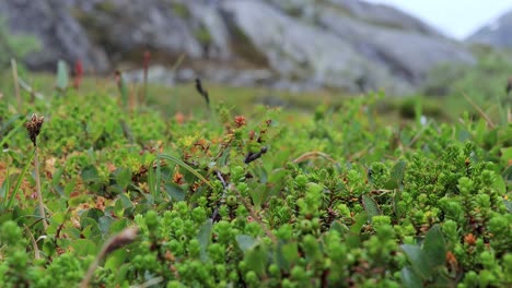 arctic tundra. beautiful nature norway natural landscape. tundra vegetation is composed of dwarf shrubs, sedges, grasses, mosses, and lichens.