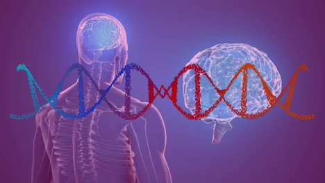 dna strand and brain activity animation over human anatomy illustration