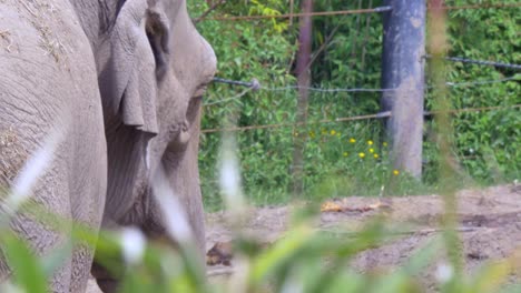 side behind view of elephant throwing dirt at shoulder removing flies