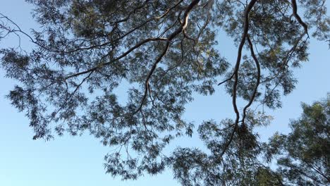 looking up on swaying trees against blue sky on a breeze day