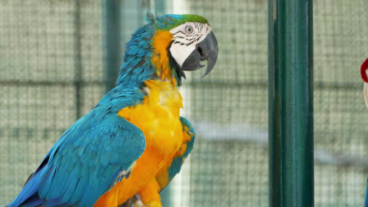 Explore stunning colors and details of macaw parrots in their aviary environment