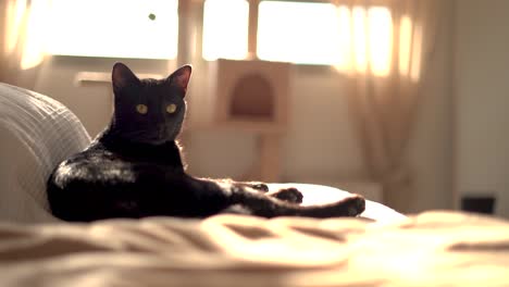 gato adormecido en el interior de la casa sentado en el sofá