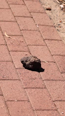 una roca cae a lo largo de una pasarela pavimentada