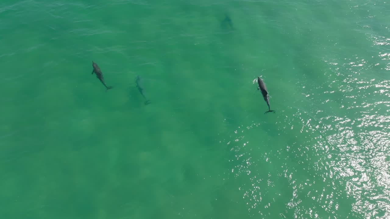 Pod of dolphins swimming and breaching the surface of clear water