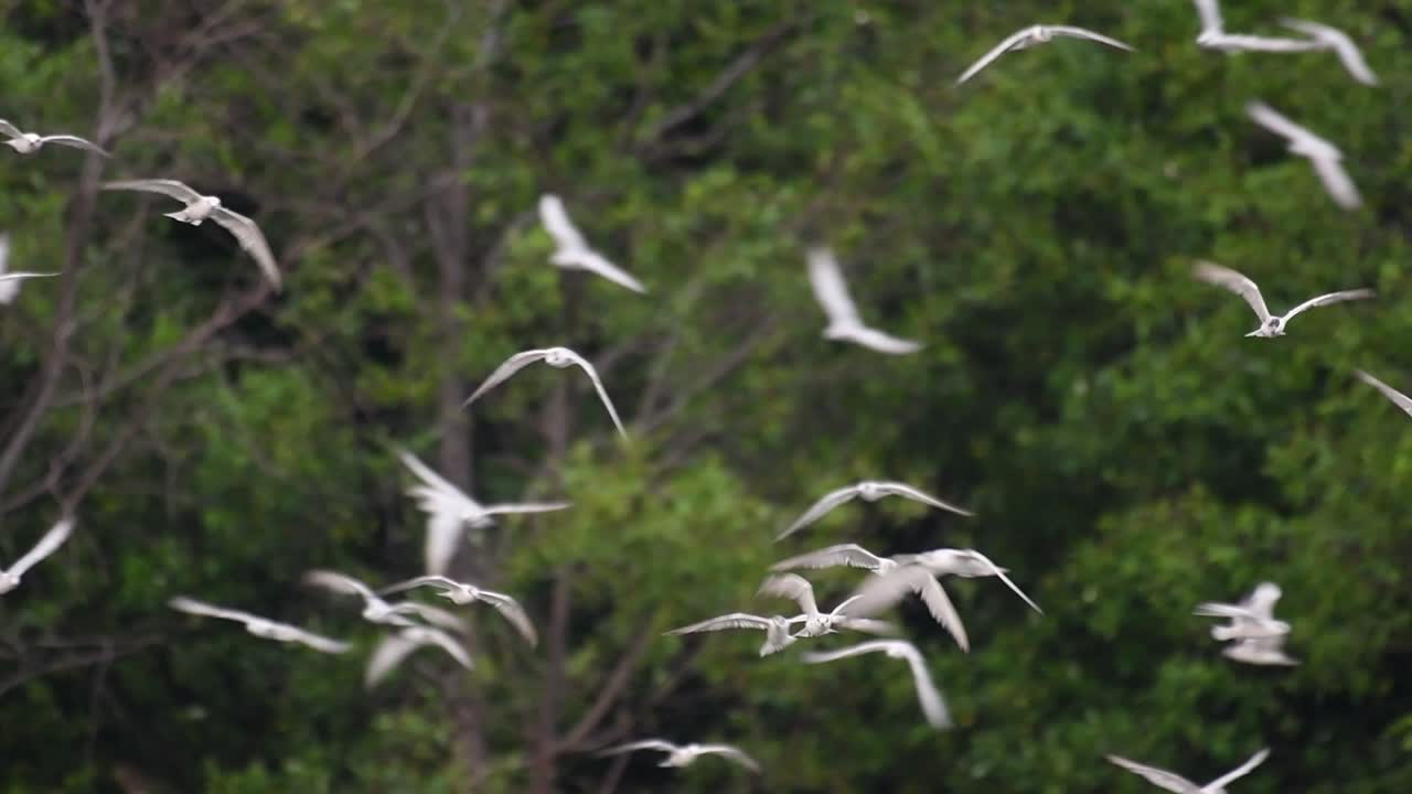 제비갈매기는 전 세계 바다, 강 및 기타 더 넓은 수역에서 볼 수 있는 바닷새입니다.