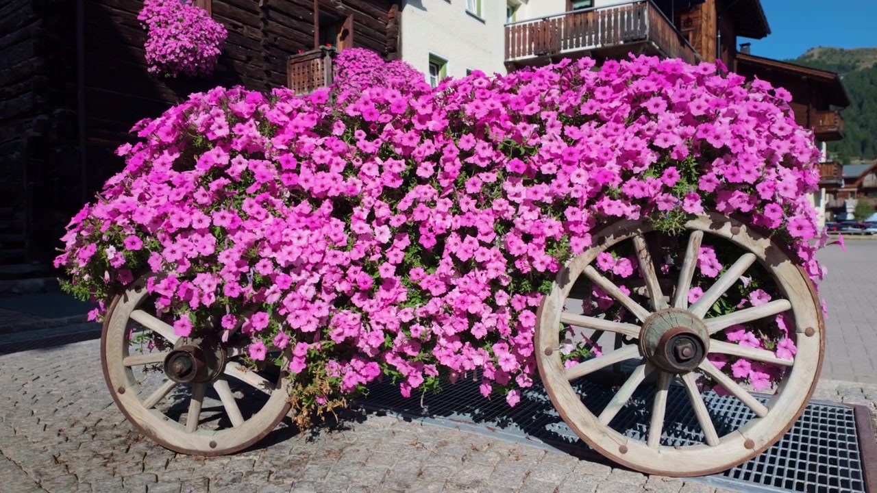 Carretto di fiori rustico in legno straripante di petunie rosa brillante accanto a una strada acciottolata in un villaggio alpino di Livigno, Italia, con vecchi balconi e architettura di montagna sullo sfondo
