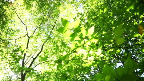 sunlight glimmers through green forest foliage