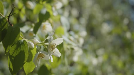 White-flower-in-a-park-in-the-Summer