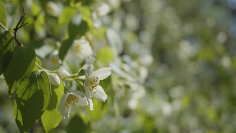 white flower in a park in the summer
