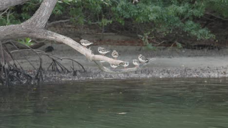 ruddy turnstones (arenaria interpres) perched on branch above shallow coastal water in mangrove environment