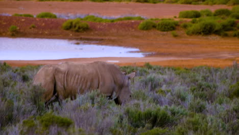 Einzelnes-Breitmaulnashorn-Auf-Nahrungssuche-Zwischen-Strauchbüschen-In-Der-Nähe-Eines-Wasserlochs