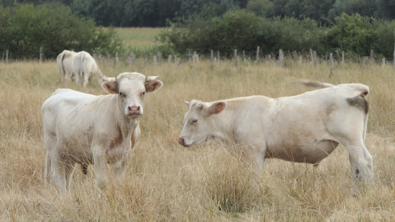 Due grandi vitelli Charolais in un pascolo arido che guardano dritto davanti a sé, Poitou Charente, Francia, Europa