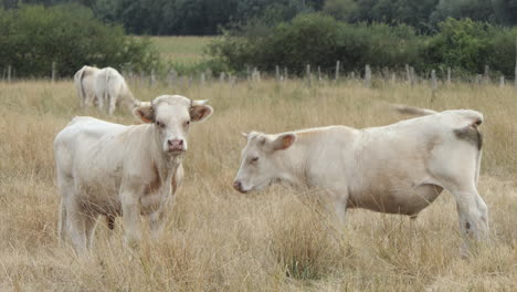 Two-large-Charolais-calves-in-a-dry-pasture-looking-straight-ahead,-Poitou-Charente,-France,-Europe