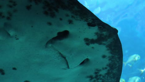 close-up of a stingray swimming underwater