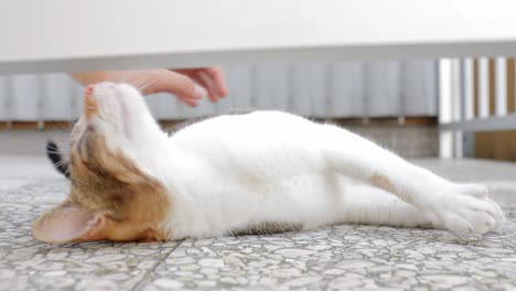 acariciar a un gato con la mano