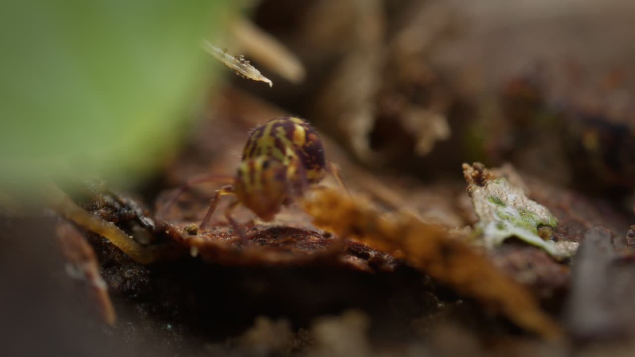 la cola de resorte globular dicyrtomina saundersi se mueve a lo largo del suelo del bosque, macro