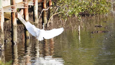 egret flying low across reflective water