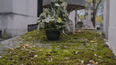 Beautiful-roses-in-a-flower-pot-on-top-of-a-grave-a-rainy-day-in-pere-lachaise-cemetary