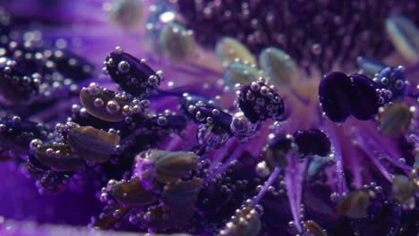 macro shot of a purple flower with bubbles