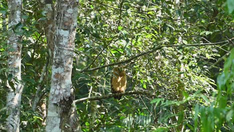 Owl-Sleeping,-Buffy-Fish-Owl,-Ketupa-ketupu