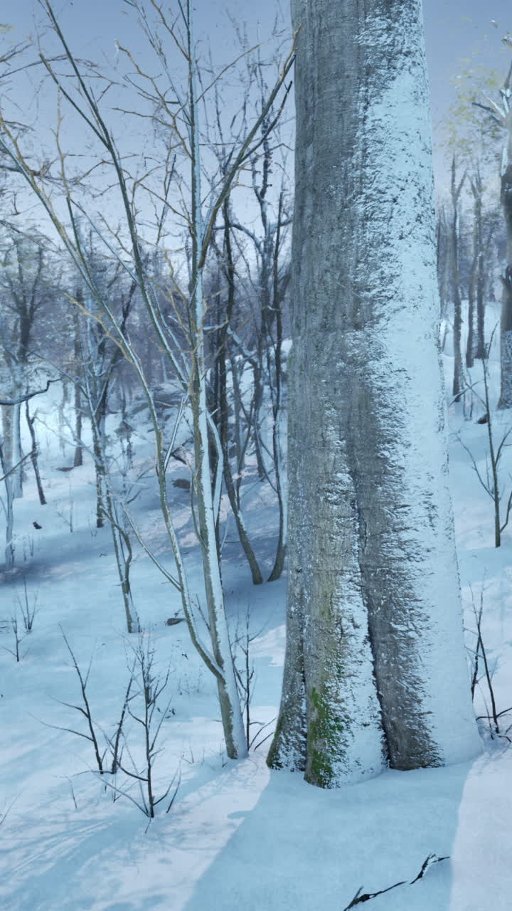 Sneklædt Skov om Vinteren